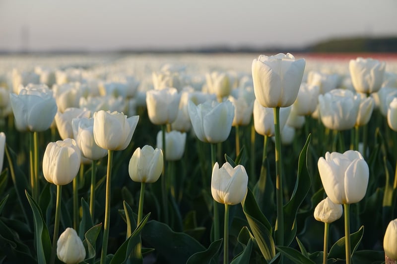 Netherlands Tulip Field